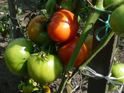 Отглеждане на домати в открито поле в страната