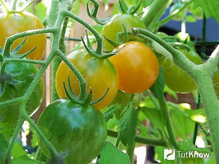 Отглеждането на домати в страната, като изберете сортове преди засаждане и поддръжка