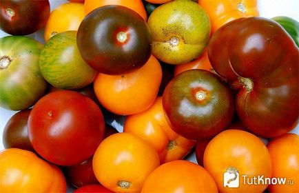 Отглеждането на домати в страната, като изберете сортове преди засаждане и поддръжка