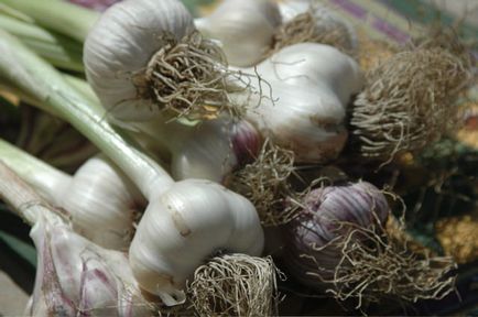 Отглеждане на зеленчуци в оранжерията като бизнес за продажба магданоз, копър и чесън през зимата, как да растат
