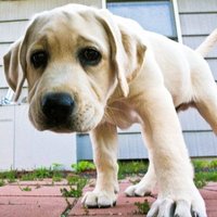 Виртуален клуб - клуб на любителите на обслужване кучета доказателство клас