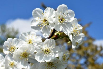 Cherry отглеждане, засаждане и грижи