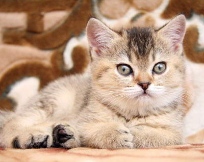 На каква възраст да вземат избора коте на коте, кварцова - разсадник на британските котки