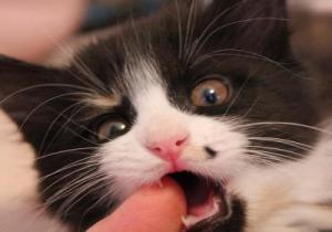 На каква възраст при котките настъпва никненето на зъби