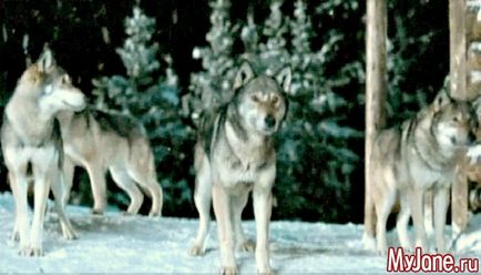 Wolf-куче, което знаем за тях куче, вълк хибрид, характер, здраве, използването на съдържание