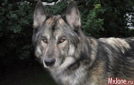 Wolf-куче, което знаем за тях куче, вълк хибрид, характер, здраве, използването на съдържание