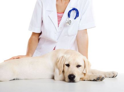 Заболяване на венците при кучета води, профилактика, лечение - блог ветеринари - belanta