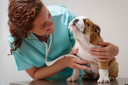 Заболяване на венците при кучета води, профилактика, лечение - блог ветеринари - belanta