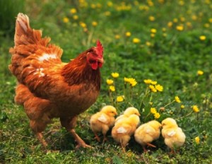Възраст кокошка кокошки методи за определяне на