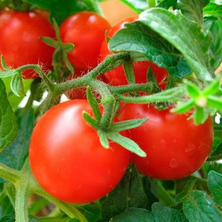 Вредители доматен разсад и контрол снимка