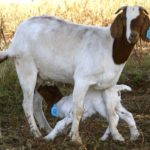 Информация за агнетата кози в това как да се управлява, как да се роди, Раздел кози и как да се хранят