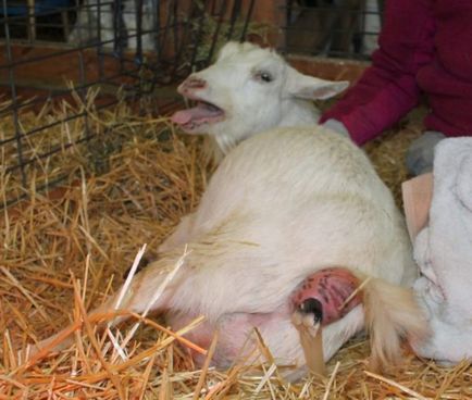 Информация за агнетата кози в това как да се управлява, как да се роди, Раздел кози и как да се хранят