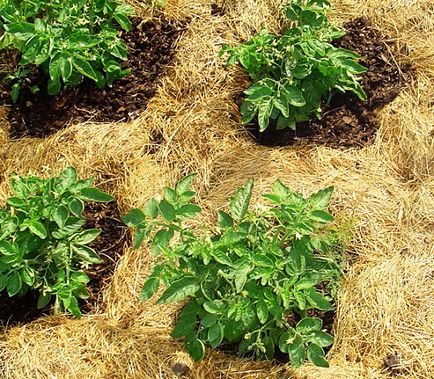 Всички от картофи цъфтящи - важни правила за грижа за храст