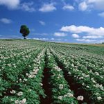 Всички от картофи цъфтящи - важни правила за грижа за храст
