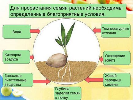 Семената условия за покълване и условия
