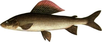 Grayling - какъв вид риба