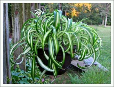 Chlorophytum (Chlorophytum) (листа) Chlorophytum (Chlorophytum)