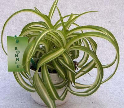 Chlorophytum - Chlorophytum снимка, условия на отглеждане, грижи и размножаване