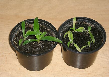 Chlorophytum - Chlorophytum снимка, условия на отглеждане, грижи и размножаване