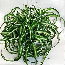 Chlorophytum - най-непретенциозен къща растението