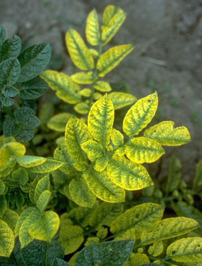 Хлороза - снимка на хлороза в растенията - лечение на хлороза