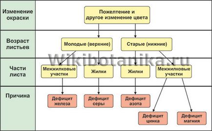 Хлороза - лечение, профилактика и видове