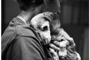 Собственикът хвърли на кучето, а тя избухна в сълзи в ръцете на volotera - жена и ден
