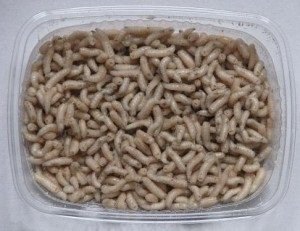 червеи за съхранение у дома - риболов в хранилката