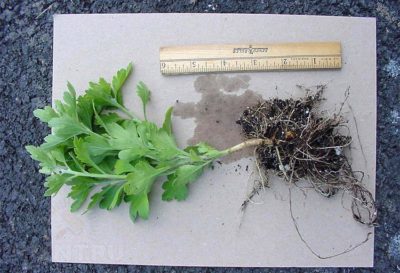 Хризантемата Multiflora (сферична) засаждане и грижи в открито поле