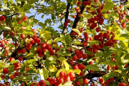 Ябълково дърво - описание, свойства и ползи от ябълките