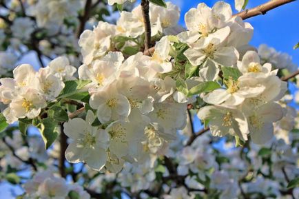 Ябълково дърво - описание, свойства и ползи от ябълките