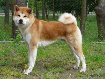 Японската история Акита порода куче, физическо описание и harkter, съдържание и цена акита ино