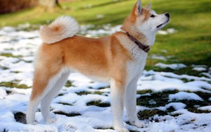 Японската история Акита порода куче, физическо описание и harkter, съдържание и цена акита ино