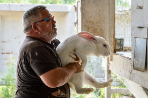 Клане на зайци - как и кога да се извърши