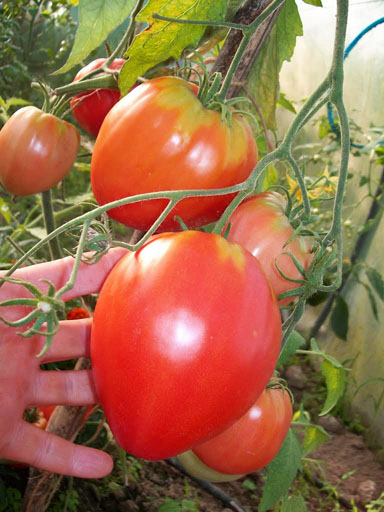 Гатанки за домати