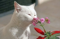 Мирис отблъскващи котки, които не могат да понасят миризмата на котки, защо котката обича миризмата на пот, котка -