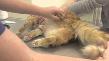 Запек при котки домашно лечение течен парафин, и други средства, причини