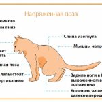 Тартар при котки третиране и обезвреждане като у дома си стъпка по стъпка със снимки, където да търсят симптомите,