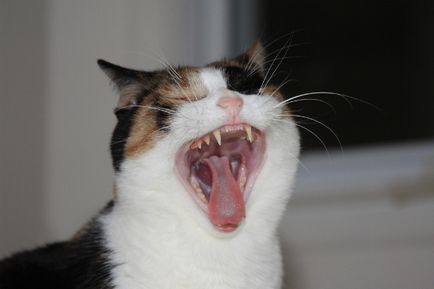Зъбен камък при котки - симптоми и методи на лечение
