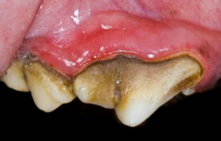 Зъбен камък при котки - симптоми и методи на лечение