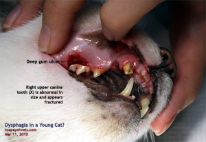 Тартар в котки симптоми, лечение, профилактика и katantik - котки и антики