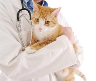 Тартар при котките причинява, лечение, профилактика