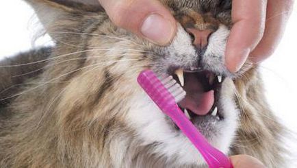 Тартар при котките причинява, лечение, профилактика