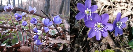 11 най-ранните пролетни цветя в градината, listofbest