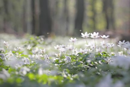 11 най-ранните пролетни цветя в градината, listofbest