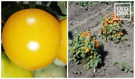 12 ранно зреене на доматени сортове, които могат да се засяват през април и май