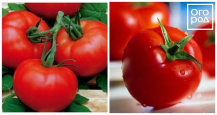 12 ранно зреене на доматени сортове, които могат да се засяват през април и май