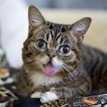 20 от най-известните котка в интернет