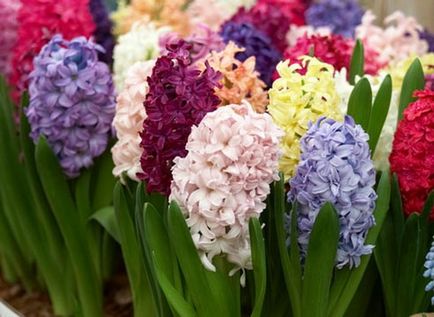 28 най-ранните пролетни цветя със снимки