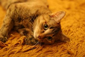 Средства 5 за премахване на миризма на котка урина средства, методи, превенция